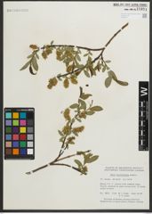 Foto von Salix myrtillifolia Anderson